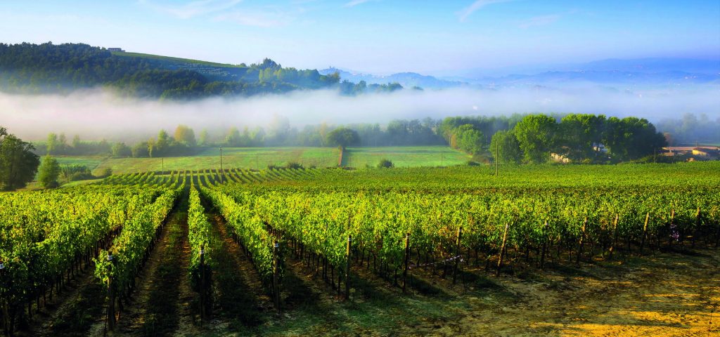 Villa Saletta Vineyard with Mist Rolling Over