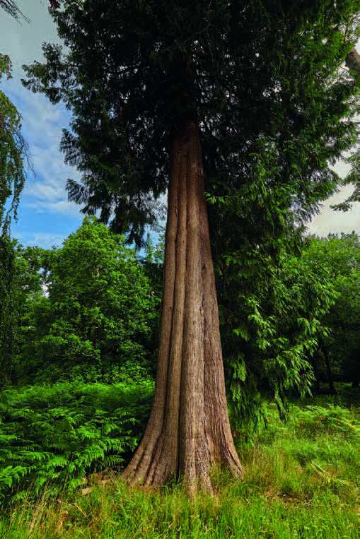 Chamaecyparis Lawsoniana