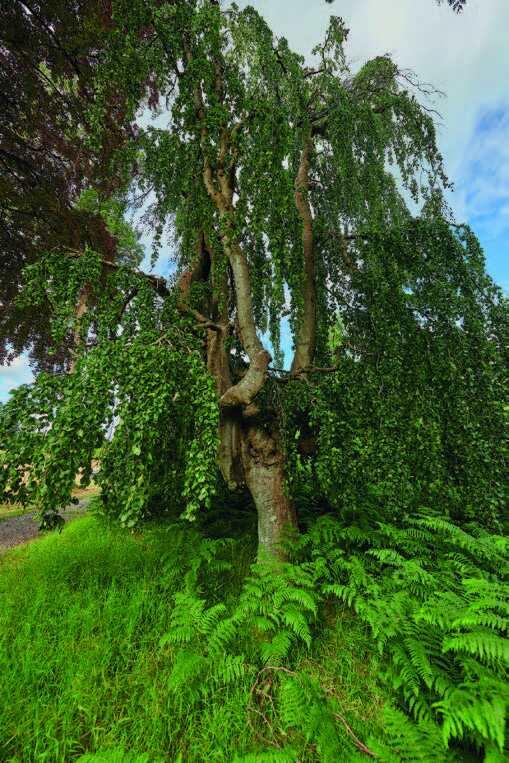 Fagus
