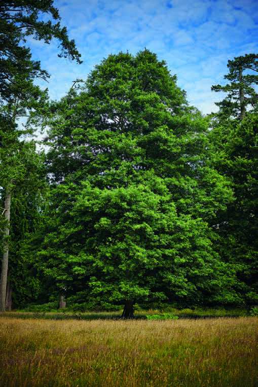 Quercus Robur