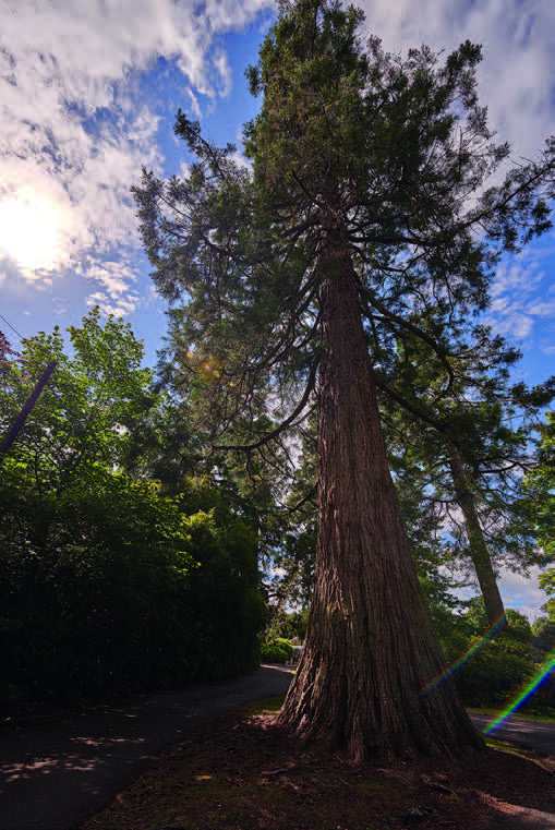 Sequoiadendron Giganteum