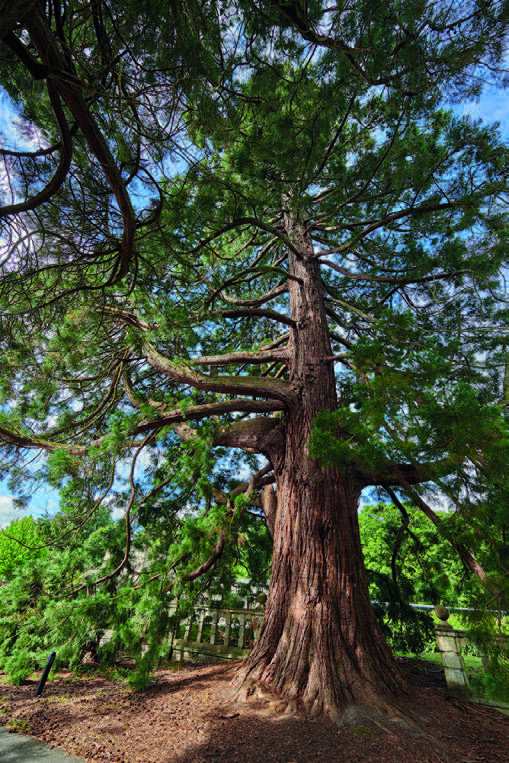 Sequoiadendron