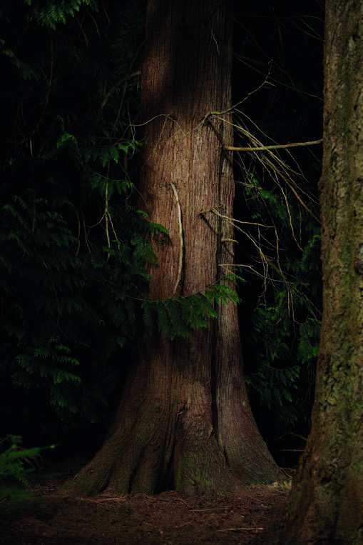 Thuja